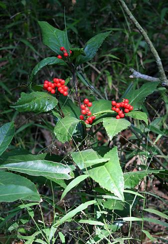 Sarcandra glabra seeds Chloranthus glaber seeds